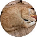 黃小婷 profile picture