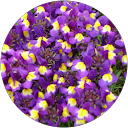 Wen-Yueh Chen profile picture